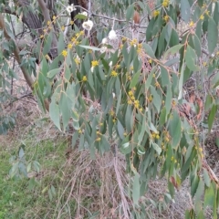 Eucalyptus stellulata (Black Sally) at Torrens, ACT - 20 Apr 2023 by LPadg