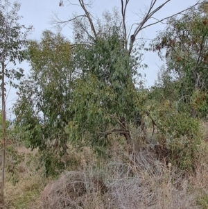 Eucalyptus stellulata at Torrens, ACT - 20 Apr 2023