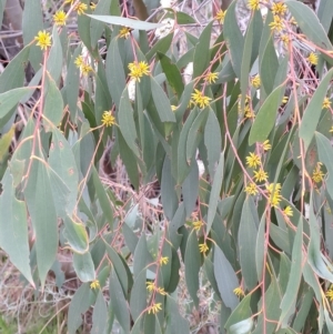 Eucalyptus stellulata at Torrens, ACT - 20 Apr 2023