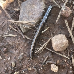 Paradoxosomatidae sp. (family) (Millipede) at Watson, ACT - 17 Apr 2023 by JaneR