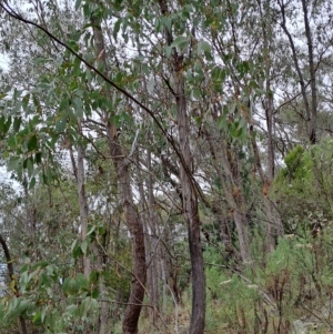 Eucalyptus dives at Kambah, ACT - 20 Apr 2023 08:57 AM