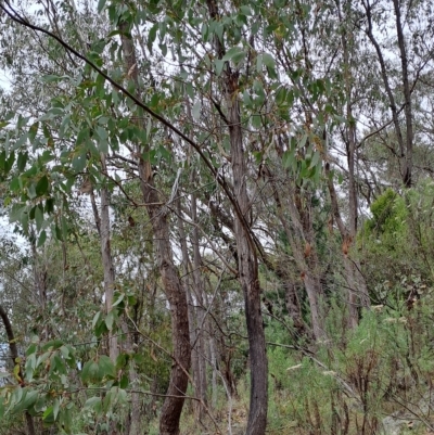 Eucalyptus dives (Broad-leaved Peppermint) at Kambah, ACT - 20 Apr 2023 by LPadg