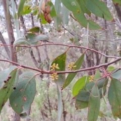 Eucalyptus dives at Kambah, ACT - 20 Apr 2023 08:57 AM