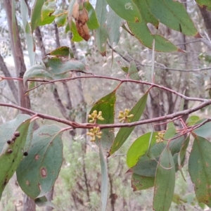 Eucalyptus dives at Kambah, ACT - 20 Apr 2023 08:57 AM