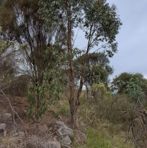 Eucalyptus dives at Mount Taylor - 20 Apr 2023 09:37 AM