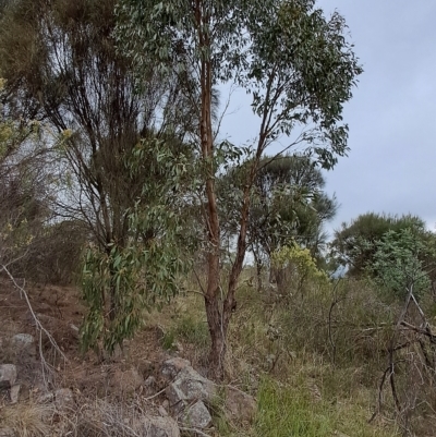 Eucalyptus dives (Broad-leaved Peppermint) at Mount Taylor - 19 Apr 2023 by LPadg