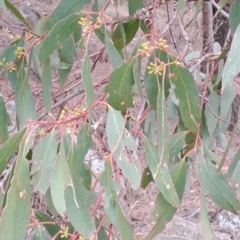 Eucalyptus dives at Kambah, ACT - 20 Apr 2023