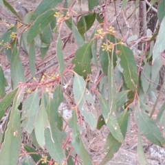 Eucalyptus dives at Mount Taylor - 20 Apr 2023