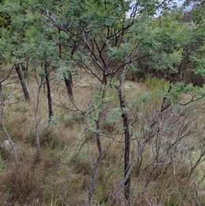 Acacia dealbata at Kambah, ACT - 20 Apr 2023