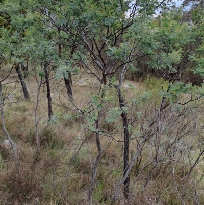 Acacia dealbata (Silver Wattle) at Kambah, ACT - 20 Apr 2023 by LPadg