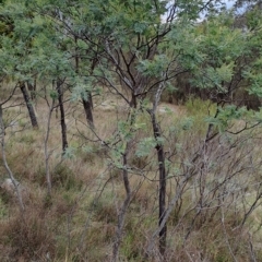 Acacia dealbata (Silver Wattle) at Mount Taylor - 19 Apr 2023 by LPadg