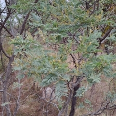 Acacia dealbata at Kambah, ACT - 20 Apr 2023
