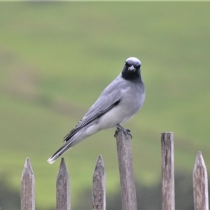 Coracina novaehollandiae at Jamberoo, NSW - 20 Apr 2023