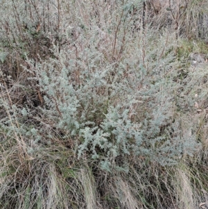 Leptospermum myrtifolium at Kambah, ACT - 20 Apr 2023