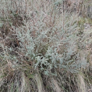 Leptospermum myrtifolium at Kambah, ACT - 20 Apr 2023 10:09 AM