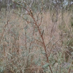 Leptospermum myrtifolium at Kambah, ACT - 20 Apr 2023