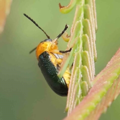 Aporocera (Aporocera) consors (A leaf beetle) at Dryandra St Woodland - 24 Feb 2023 by ConBoekel
