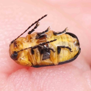 Aporocera (Aporocera) consors at O'Connor, ACT - 24 Feb 2023