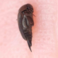 Mordellidae (family) (Unidentified pintail or tumbling flower beetle) at Dryandra St Woodland - 24 Feb 2023 by ConBoekel