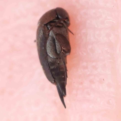 Mordellidae (family) (Unidentified pintail or tumbling flower beetle) at O'Connor, ACT - 24 Feb 2023 by ConBoekel