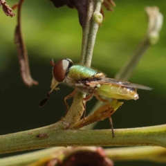 Odontomyia decipiens (Green Soldier Fly) at Dryandra St Woodland - 24 Feb 2023 by ConBoekel