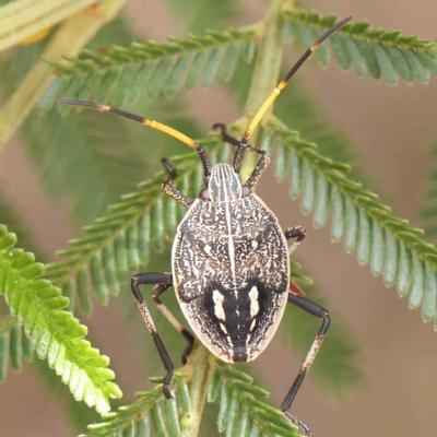 Poecilometis strigatus (Gum Tree Shield Bug) at Dryandra St Woodland - 24 Feb 2023 by ConBoekel