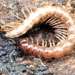 Unidentified Millipede (Diplopoda) at Birdwood, SA - 19 Apr 2023 by trevorpreston