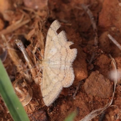 Scopula rubraria (Reddish Wave, Plantain Moth) at O'Connor, ACT - 24 Feb 2023 by ConBoekel