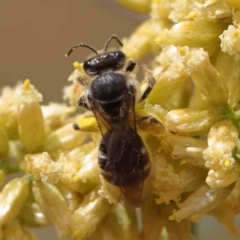 Lasioglossum (Chilalictus) sp. (genus & subgenus) (Halictid bee) at Dryandra St Woodland - 24 Feb 2023 by ConBoekel