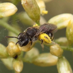 Lasioglossum (Chilalictus) sp. (genus & subgenus) (Halictid bee) at O'Connor, ACT - 24 Feb 2023 by ConBoekel
