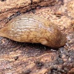 Deroceras reticulatum (Grey Field Slug) at Birdwood, SA - 20 Apr 2023 by trevorpreston