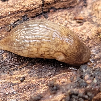 Deroceras reticulatum (Grey Field Slug) at Birdwood, SA - 19 Apr 2023 by trevorpreston