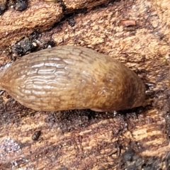 Deroceras reticulatum at Birdwood, SA - 20 Apr 2023 09:28 AM