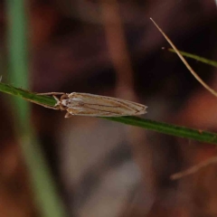 Unidentified Brown Lacewing (Hemerobiidae) at O'Connor, ACT - 24 Feb 2023 by ConBoekel