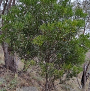 Acacia longifolia at Kambah, ACT - 20 Apr 2023 10:23 AM