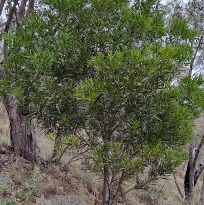 Acacia longifolia (Sydney Golden Wattle) at Mount Taylor - 20 Apr 2023 by LPadg