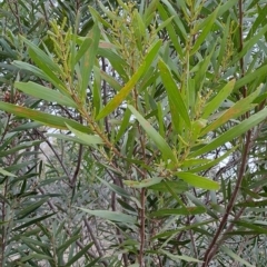 Acacia longifolia at Kambah, ACT - 20 Apr 2023