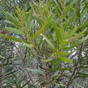 Acacia longifolia at Kambah, ACT - 20 Apr 2023 10:23 AM