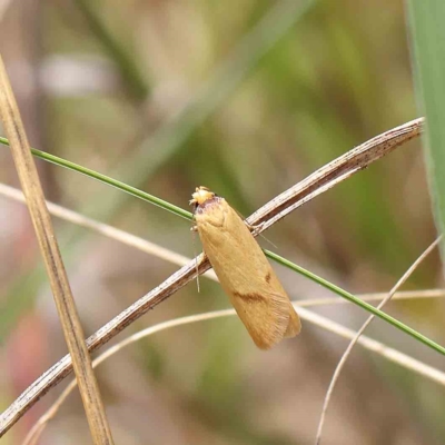 Plectobela undescribed species (A concealer moth) at Dryandra St Woodland - 24 Feb 2023 by ConBoekel