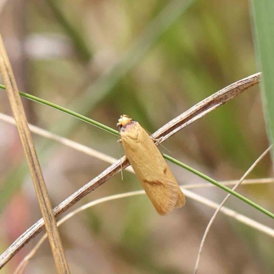 Plectobela undescribed species (A concealer moth (Wingia group)) at O'Connor, ACT - 24 Feb 2023 by ConBoekel