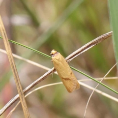 Plectobela undescribed species (A concealer moth) at O'Connor, ACT - 24 Feb 2023 by ConBoekel