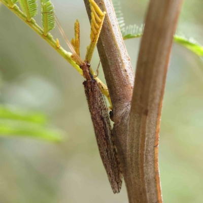 Oedosmylus tasmaniensis (Lacewing) at Dryandra St Woodland - 24 Feb 2023 by ConBoekel