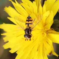 Simosyrphus grandicornis (Common hover fly) at O'Connor, ACT - 24 Feb 2023 by ConBoekel