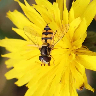 Simosyrphus grandicornis (Common hover fly) at Dryandra St Woodland - 24 Feb 2023 by ConBoekel