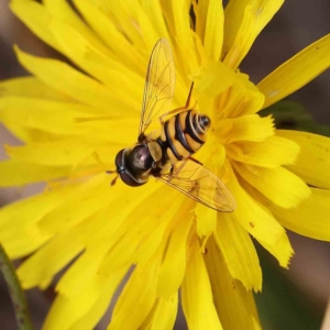 Simosyrphus grandicornis at O'Connor, ACT - 24 Feb 2023 11:52 AM