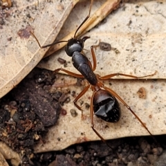 Camponotus sp. (genus) (A sugar ant) at Birdwood, SA - 20 Apr 2023 by trevorpreston