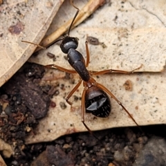 Camponotus sp. (genus) at Birdwood, SA - 20 Apr 2023 09:29 AM