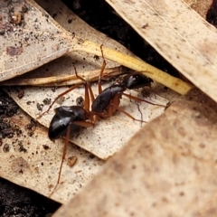 Camponotus sp. (genus) at Birdwood, SA - 20 Apr 2023 09:29 AM