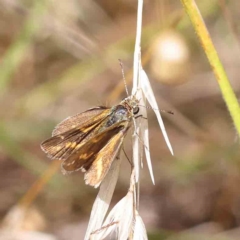 Taractrocera papyria (White-banded Grass-dart) at Dryandra St Woodland - 24 Feb 2023 by ConBoekel