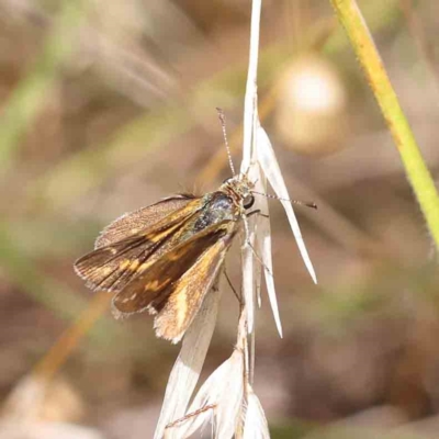 Taractrocera papyria (White-banded Grass-dart) at Dryandra St Woodland - 24 Feb 2023 by ConBoekel